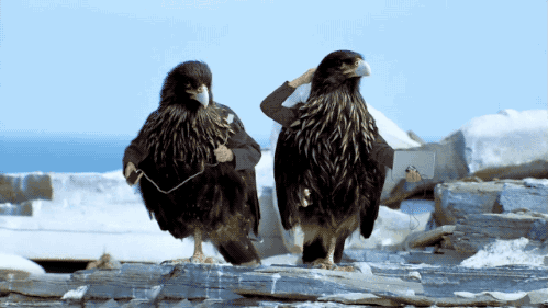 birds with arms gifs are the gift you never knew you needed in your life 10