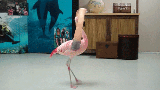 birds with arms gifs are the gift you never knew you needed in your life 14