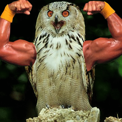 birds with arms gifs are the gift you never knew you needed in your life 20 gifs 18