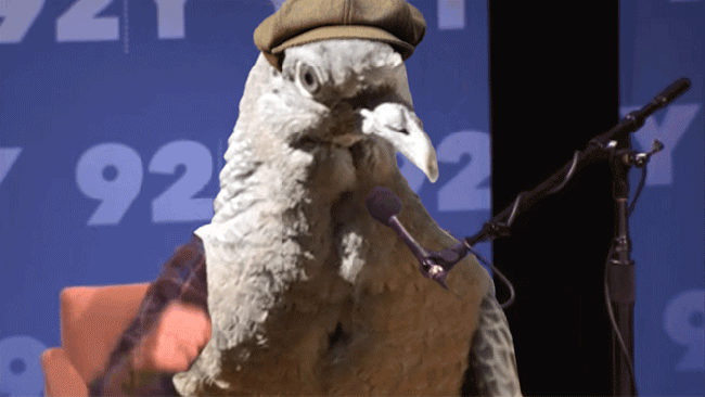 birds with arms gifs are the gift you never knew you needed in your life 20 gifs 19