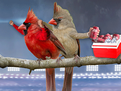 birds with arms gifs are the gift you never knew you needed in your life 20 gifs 20