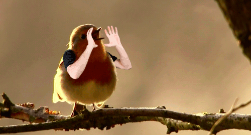 birds with arms gifs are the gift you never knew you needed in your life 3