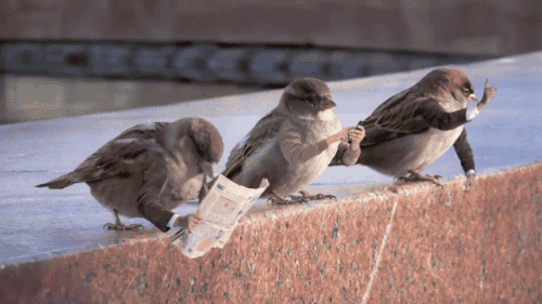 birds with arms gifs are the gift you never knew you needed in your life 6