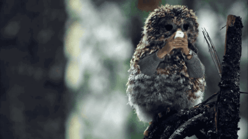 birds with arms gifs are the gift you never knew you needed in your life 7