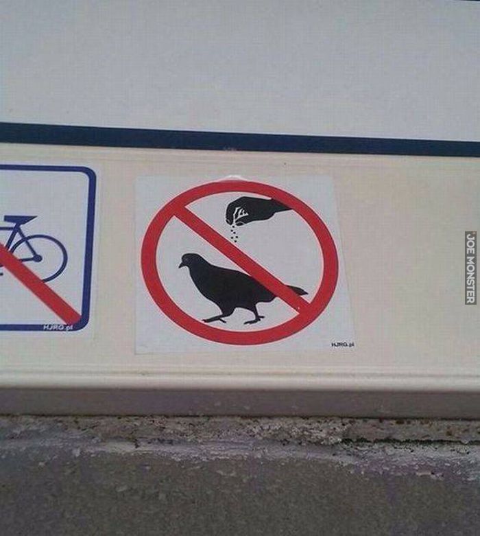 zakaz posypywania ptakow