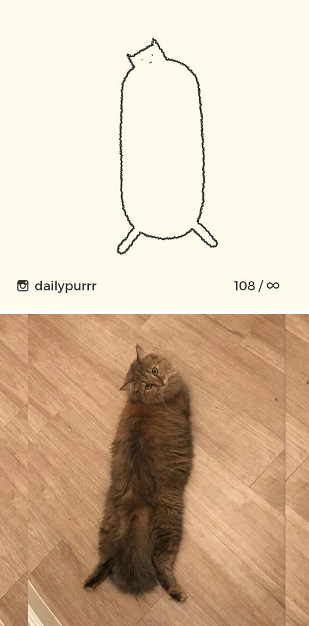 stupid cat drawings dailypurrr 14 5af017b02104b 605
