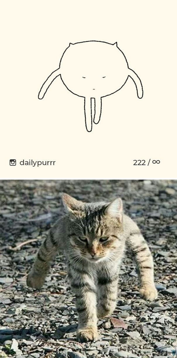 stupid cat drawings dailypurrr 20 5af017bcd52e2 605