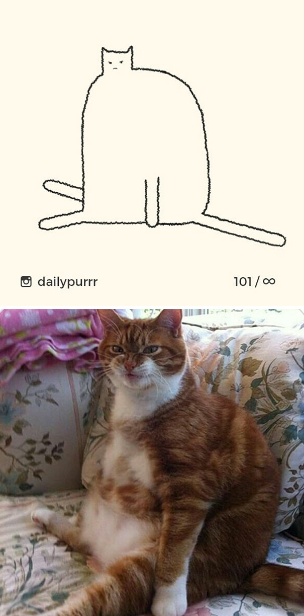 stupid cat drawings dailypurrr 6 5af017a173e51 605