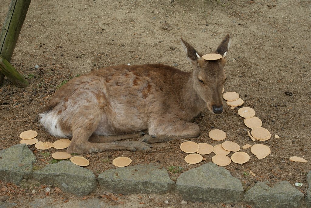 Hươu ở công viên Nara (Nhật) không còn thiết ăn uống vì khách tham quan quá đông