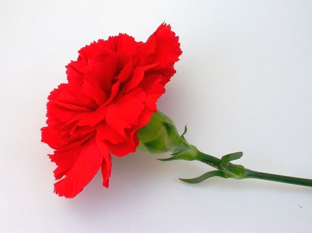 www fanpop com beautiful red carnation colors 34691884 2288 1712 610x456