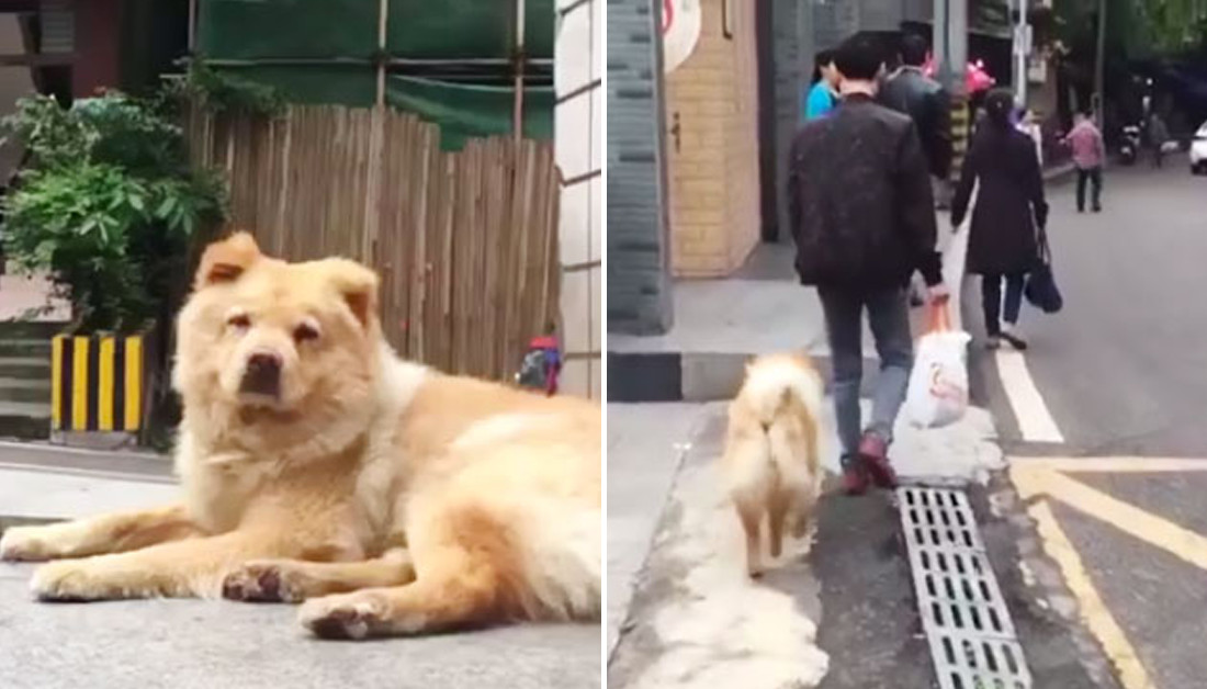 'Chó Hachiko phiên bản Trung Quốc' mỗi ngày dành 12 tiếng nằm ở nhà ga đợi chủ đi làm về