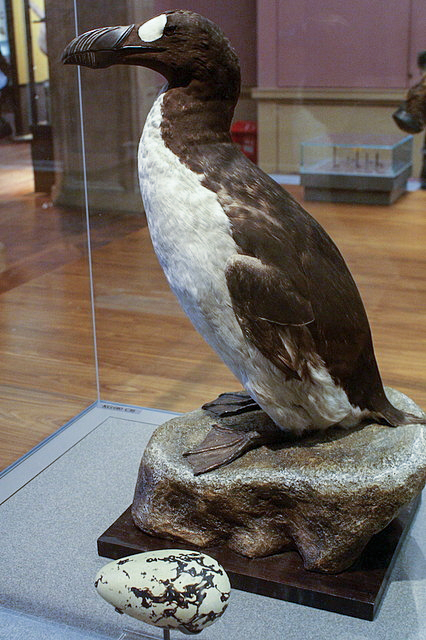 great auk pinguinis impennis specimen kelvingrove glasgow geograph org uk 1108249