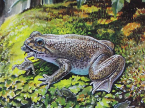 this is the gastric brooding frog which swallowed its eggs and hatched them out of its mouth it became extinct in 1983 but in 2013 scientists were able to implant a dead cell nucleus into a fresh egg