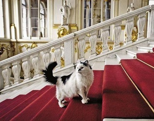 cats of state hermitage st petersburg 2