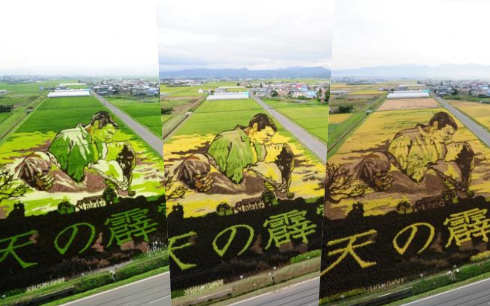 Chuyện chỉ có ở Nhật Bản: Khi nghệ thuật và nông nghiệp cùng nhau thăng hoa