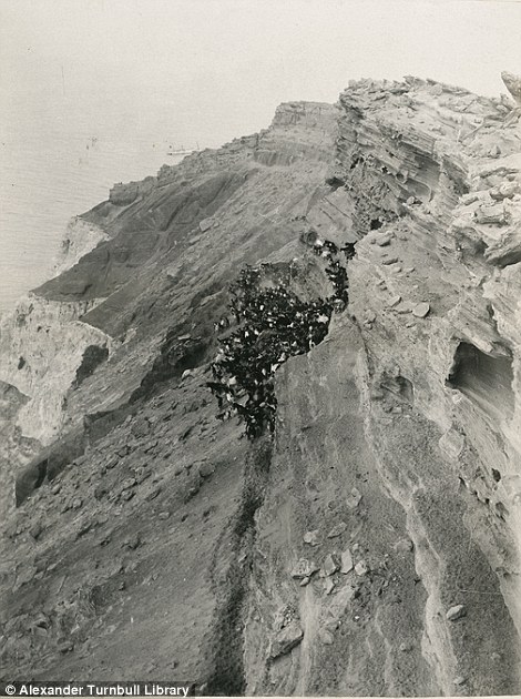goats clustered on steep terrain on raoul island a picture that was also taken in 1908