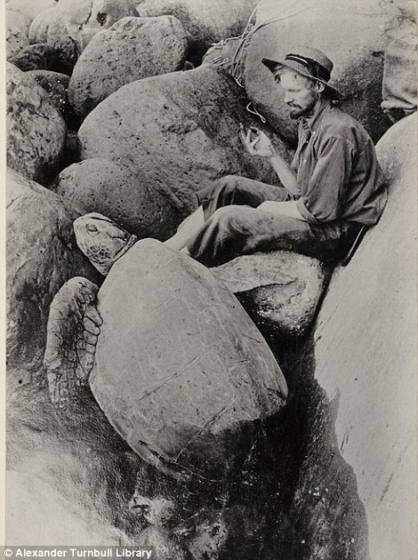 william king hill is pictured left with a turtle in 1908 pictured right are goats clustered on steep terrain on raoul island a picture that was al