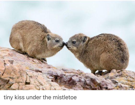 rock hydrax kissing