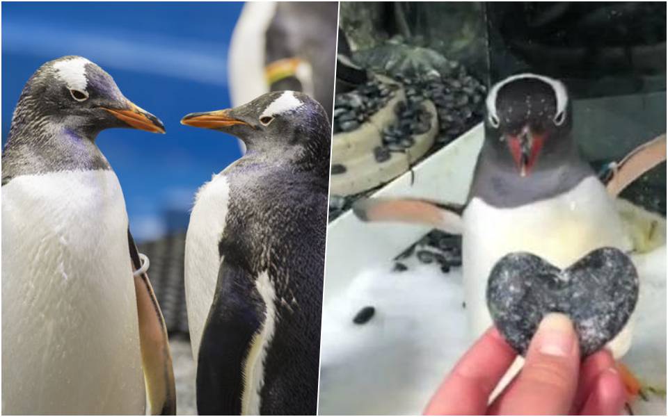 Cặp đôi cánh cụt đực đồng tính được tặng trứng để ấp, thoả mãn mơ ước làm cha