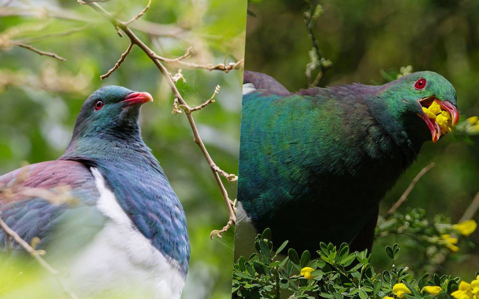 Loài bồ câu 'ngã cây' của New Zealand vừa được phong là 'chim của năm'