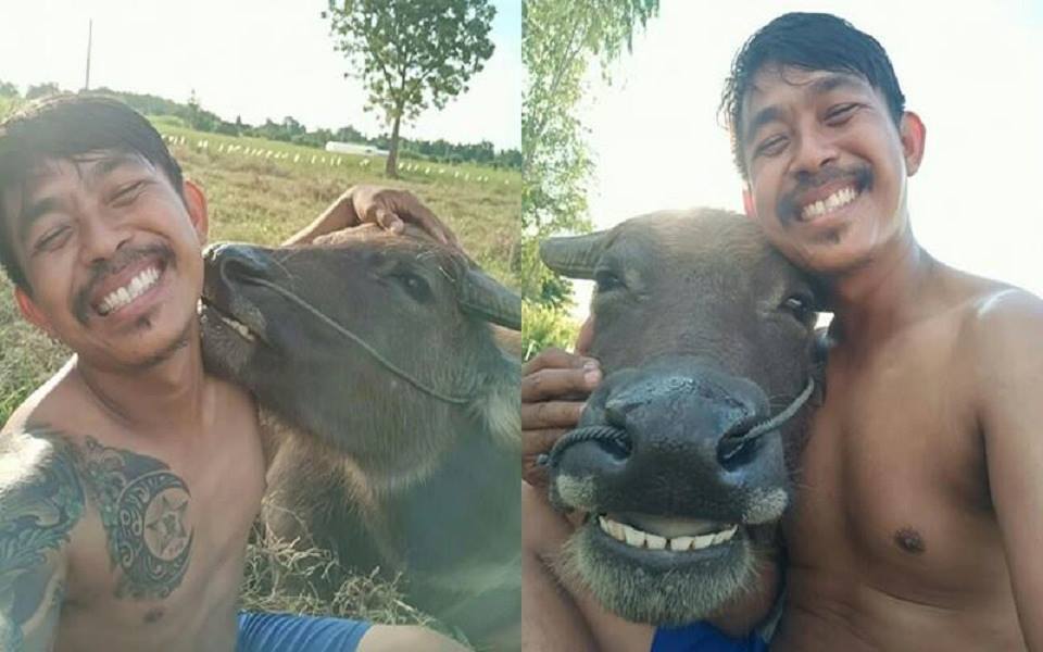 Tình bạn dễ thương 'có ruộng cùng cày, có điện thoại cùng selfie' giữa anh nông dân và trâu cưng