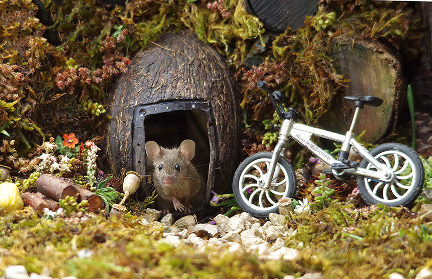 Tìm thấy gia đình chuột ở sau nhà, nhiếp ảnh gia xây hẳn cho chúng một ngôi làng xinh xắn