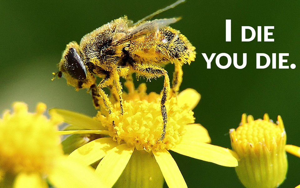 Loài người sẽ chỉ tồn tại thêm 4 năm sau khi ong mật tuyệt chủng và biến mất khỏi thế giới?