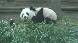panda flips another panda