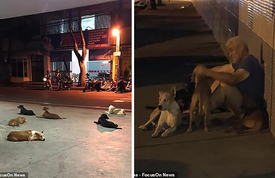 Xúc động chuyện những 'chú chó Hachiko' của Brazil chờ chủ nhân nhiều ngày trước cổng bệnh viện