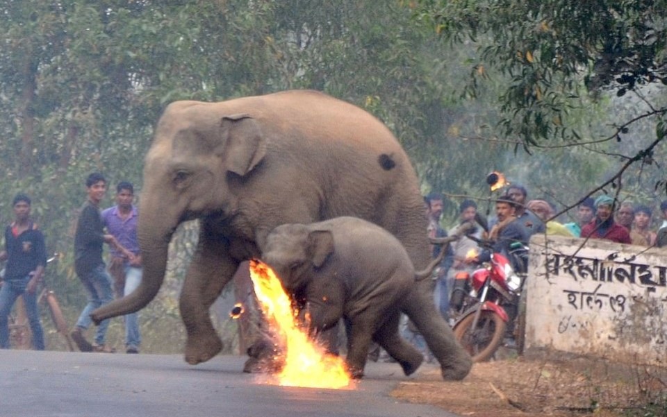 Người Ấn Độ ném cầu lửa và đá để xua đuổi đàn voi đáng thương