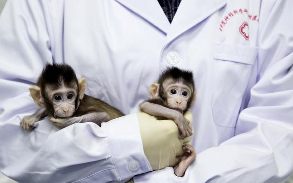 Nhà khoa học Trung Quốc lại tạo ra 5 chú khỉ biến đổi gen gây tranh cãi