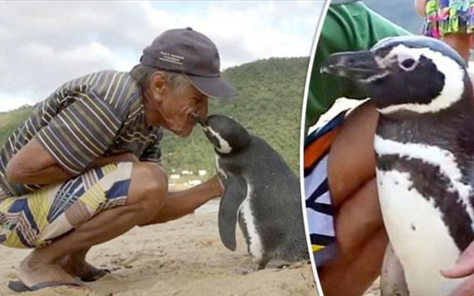 Dindim - chú chim cánh cụt siêu lầy mỗi năm đều tranh thủ về thăm ân nhân hai lần