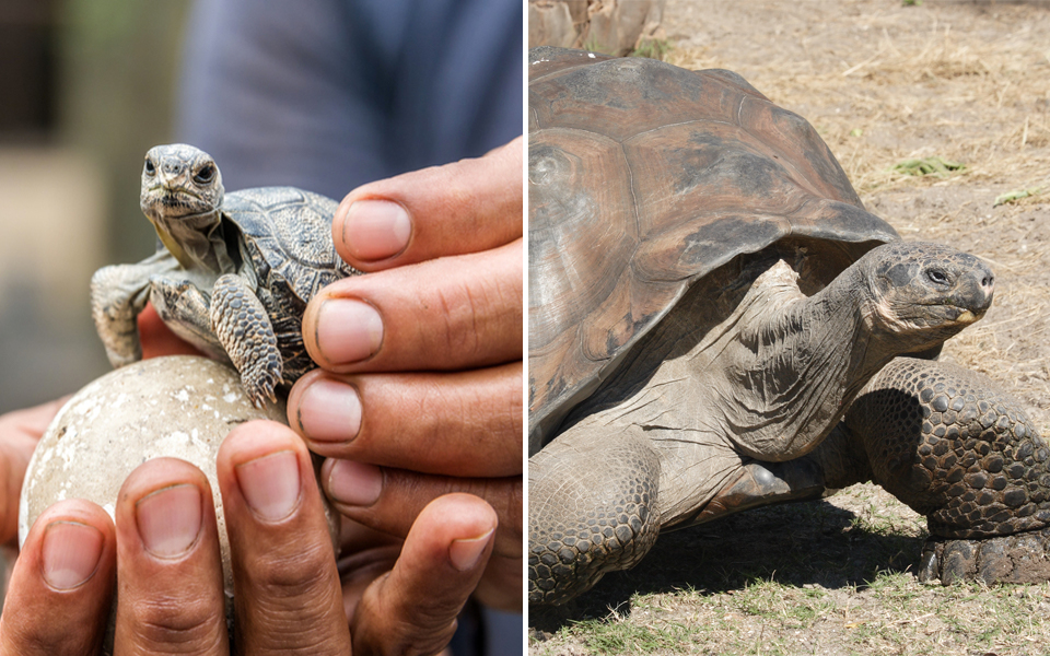 Tìm thấy rùa con được sinh sản tự nhiên trên quần đảo Galápagos sau hơn 100 năm biến mất