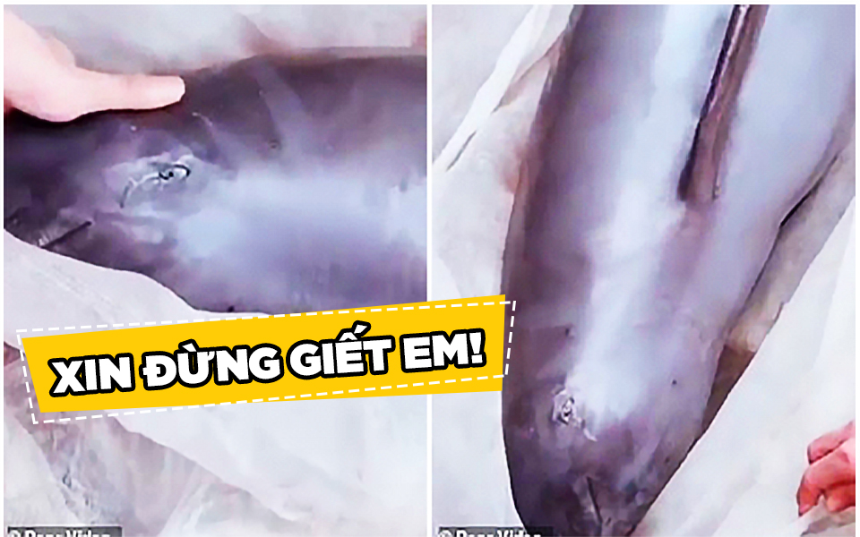 Cá heo chảy nước mắt khi sắp bị cân ký bán thịt tại một khu chợ Trung Quốc