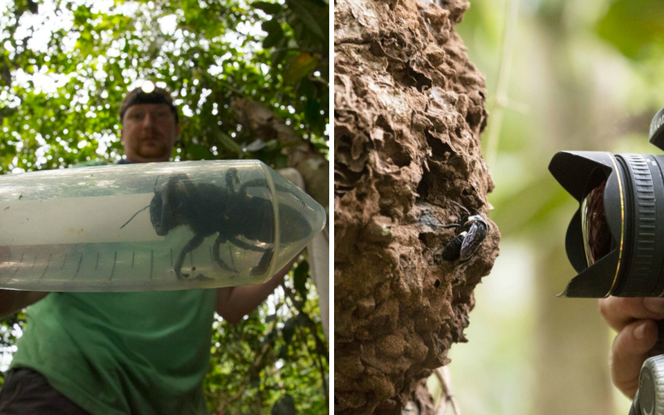 Loài ong lớn nhất thế giới tưởng đã tuyệt chủng bất ngờ xuất hiện trở lại ở Indonesia