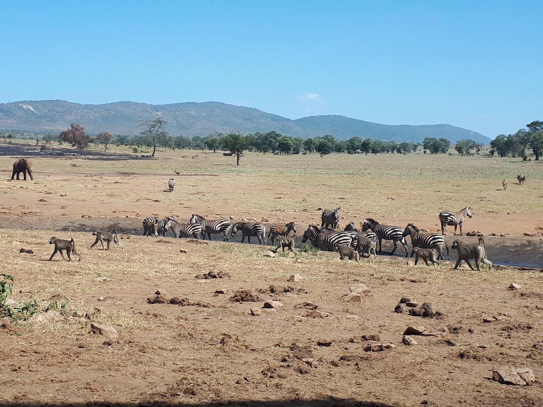 lost bird nong da cho nuoc cho dong vat hoang da 10