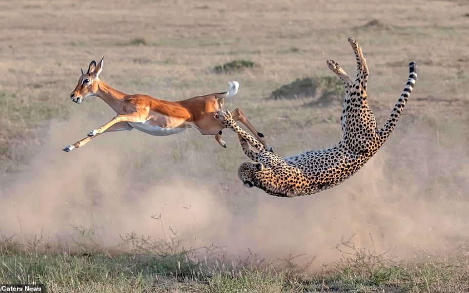 Cảnh tượng phi thường của tự nhiên: Báo cheetah lộn ngược điệu nghệ khi rượt đuổi linh dương