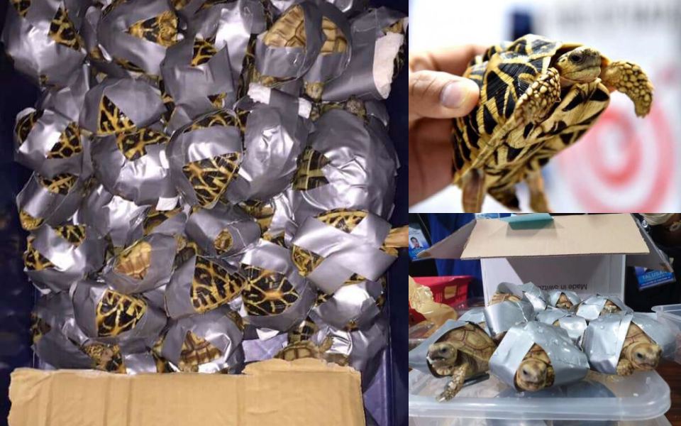 Hải quan sân bay Philippines phát hiện nhiều vali buôn lậu rùa sống