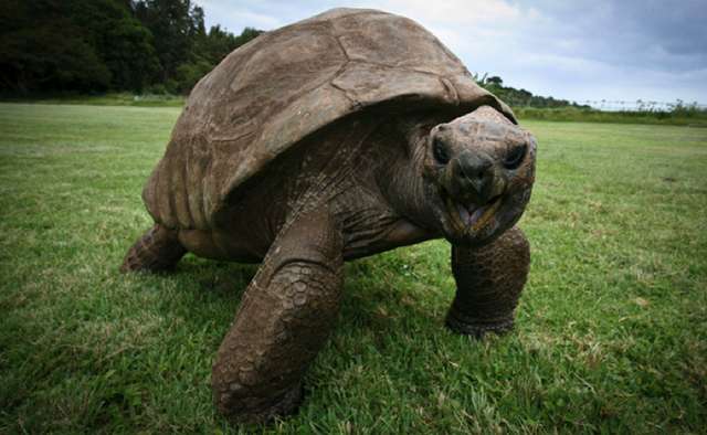 'Cụ' rùa được sinh ra từ khi thế giới vẫn chưa có bóng đèn, xe hơi nửa thế kỉ sau mới xuất hiện