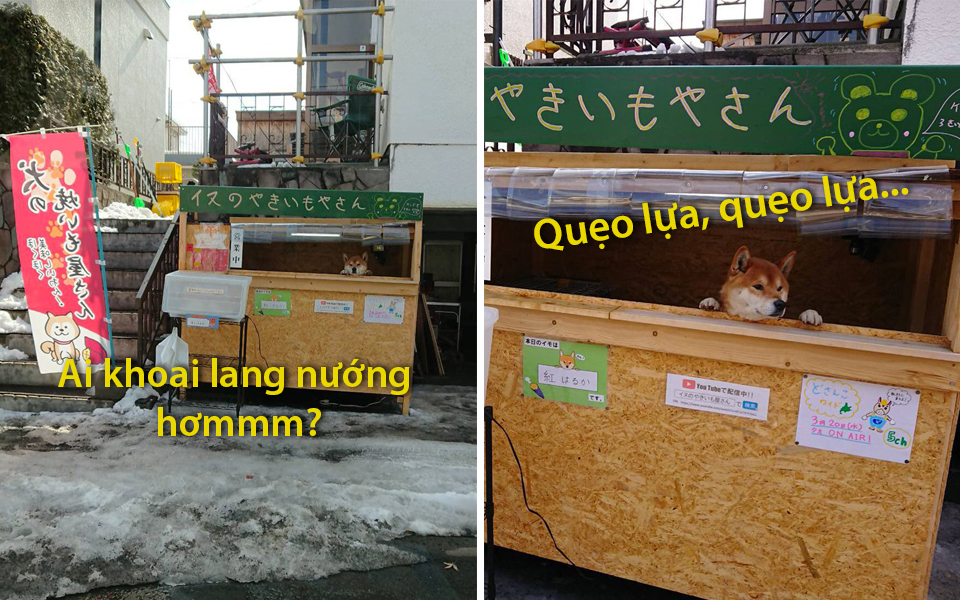 Góc tự lập: Em chó Shiba Inu mở xe bán khoai lang nướng ngoài đường phố Nhật Bản