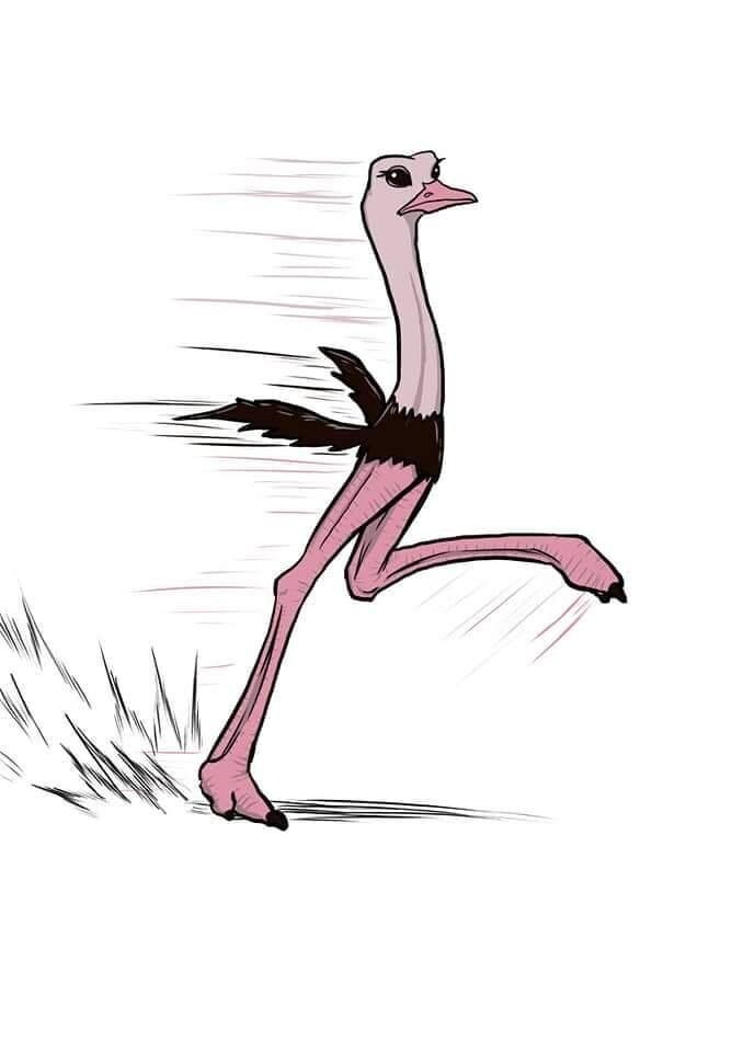 lost bird bo tranh ve dung hoi thuc designer 27