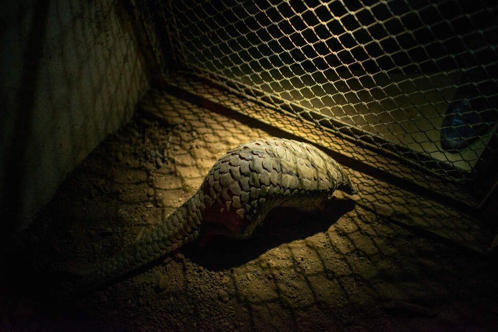 02 pangolins