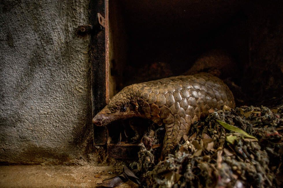 10 pangolins