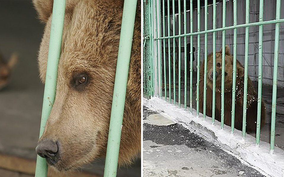 Gấu nâu bị bắt bỏ tù 15 năm, sống cùng với các tội phạm nguy hiểm sau 2 vụ tấn công người