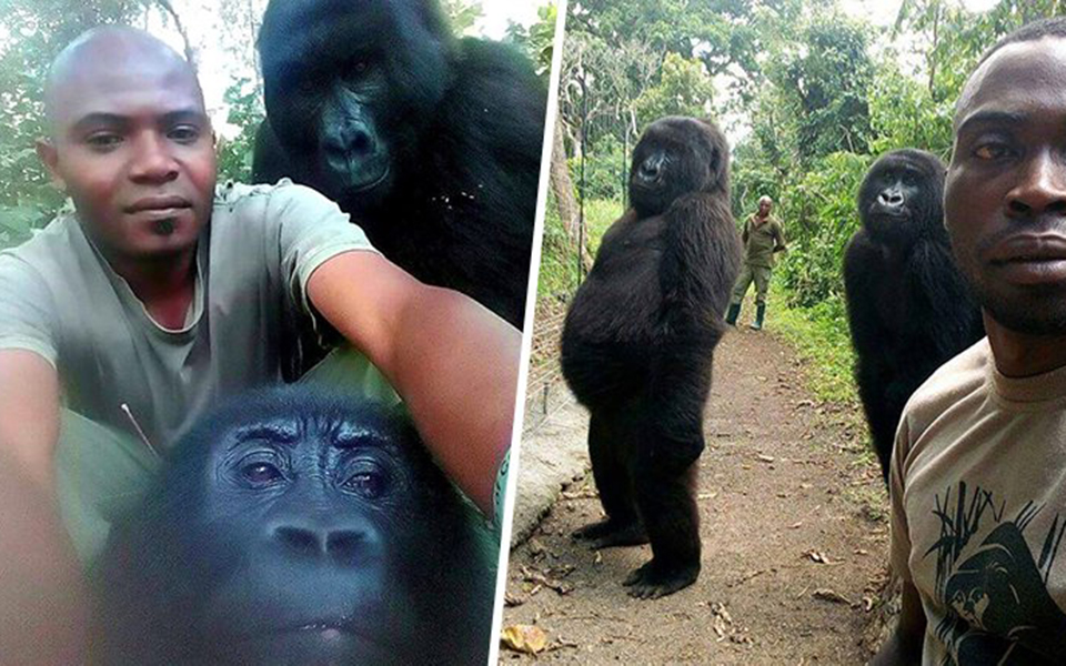 Khỉ đột tạo dáng selfie chuyên nghiệp cùng các anh kiểm lâm