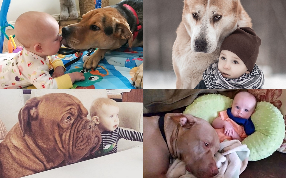 20 hình ảnh chứng minh thú cưng là ‘người bảo vệ’ tốt nhất cho trẻ nhỏ