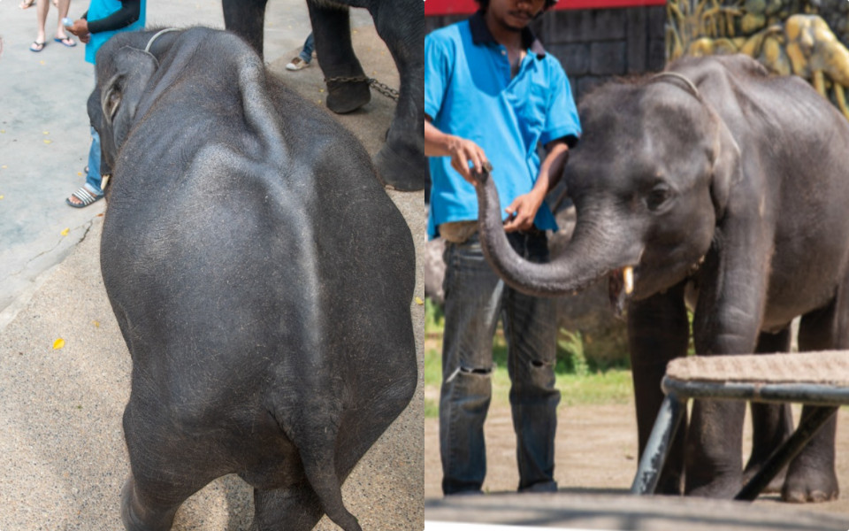 Bé voi 'Dumbo đời thực' bản Thái Lan bị ngược đãi tới gãy chân rồi qua đời