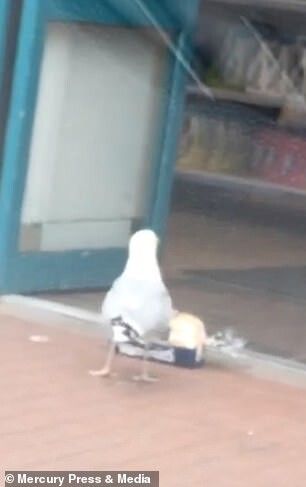 lost bird mong bien trom banh mi 4