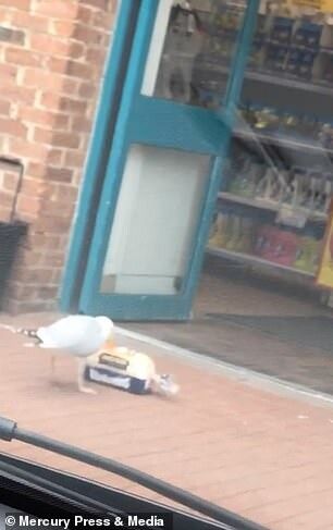 lost bird mong bien trom banh mi 5