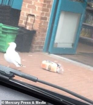 lost bird mong bien trom banh mi 6